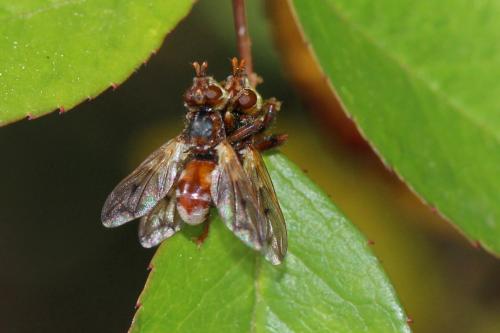 Myopa tessellatipennis